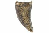 Small Theropod Tooth (Raptor) - Montana #87937-1